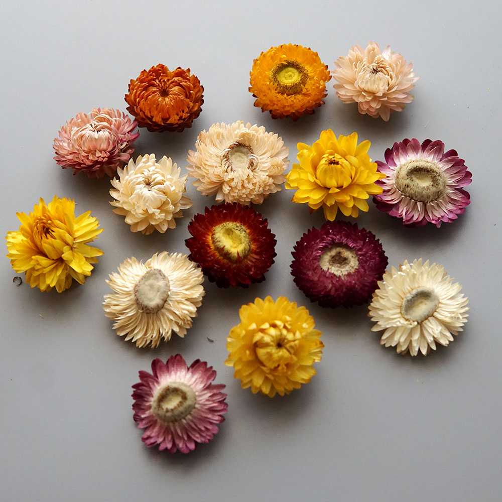 Natural Dried Colorful Chrysan - Candle Making Products recension och pris