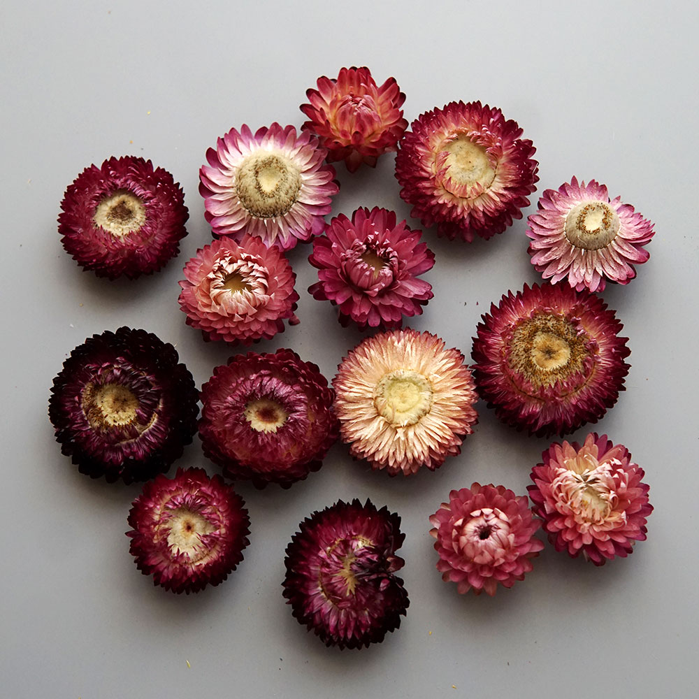 Natural Dried Colorful Chrysan - Candle Making Products recension och pris